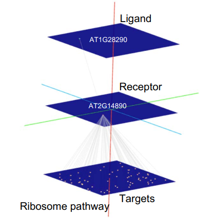 _images/ribosome.png